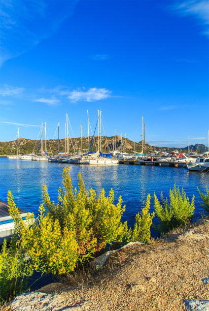 cervo