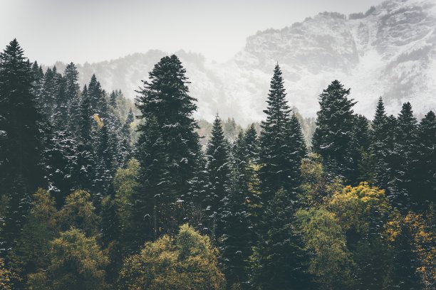 pine
