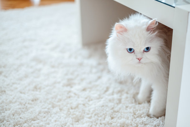 波斯猫