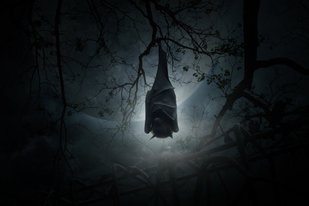 bat
