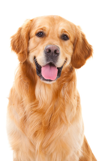 labrador