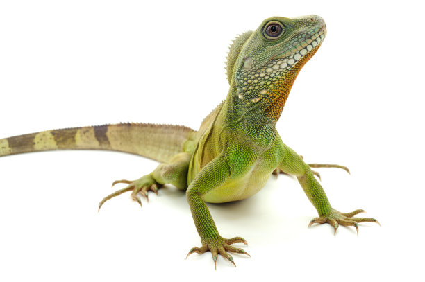 lizard