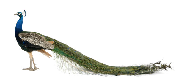peacock