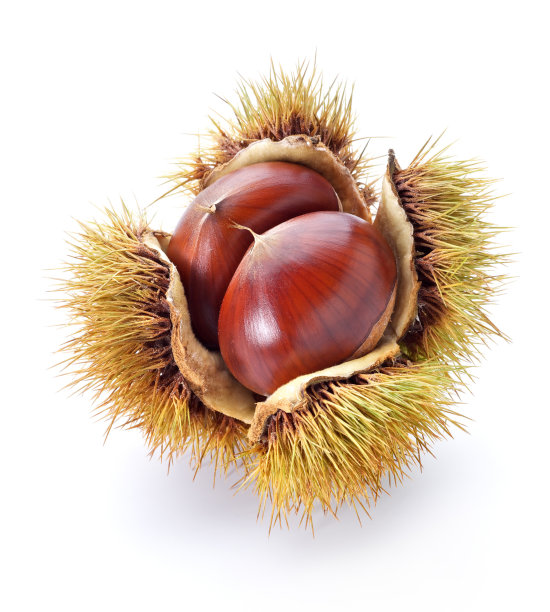 chestnut