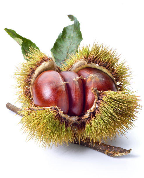 chestnut