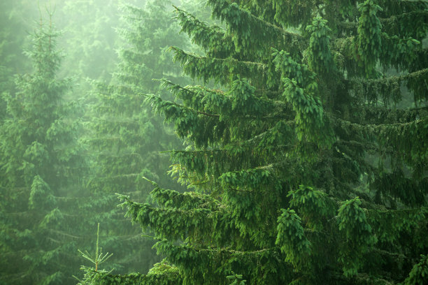 spruce