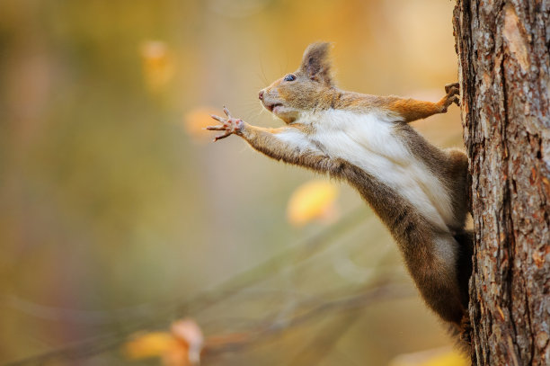 squirrel