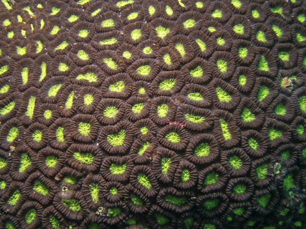 大星珊瑚