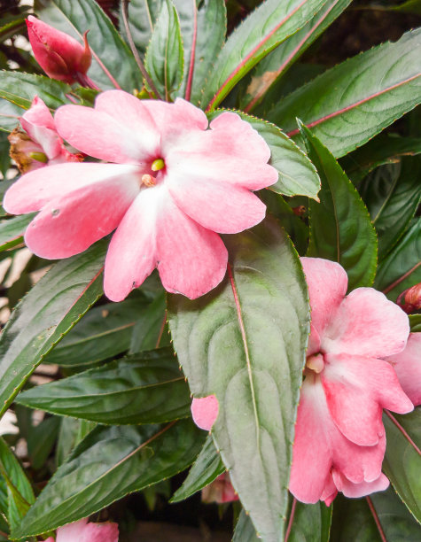 impatiens