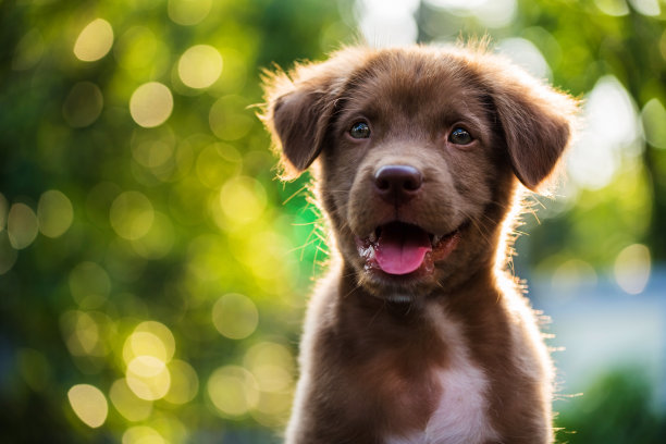 中型犬