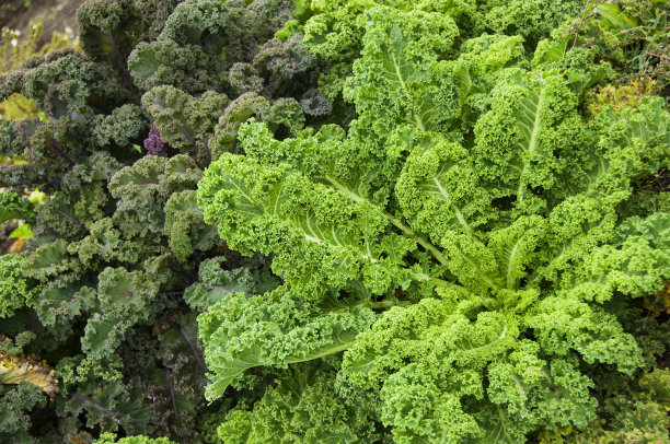kale