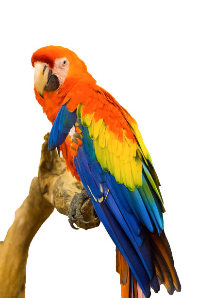 parrots