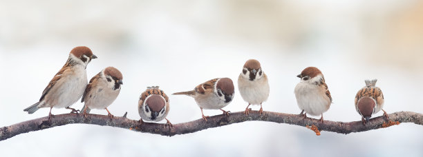 sparrow