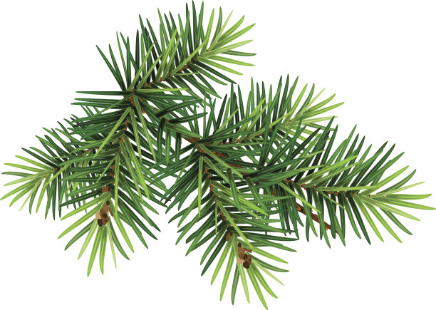 spruce