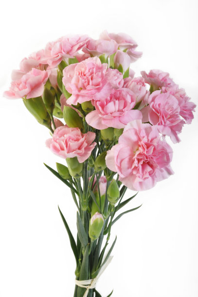 dianthus