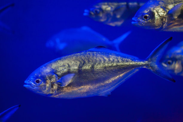 aji