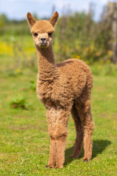 alpaca