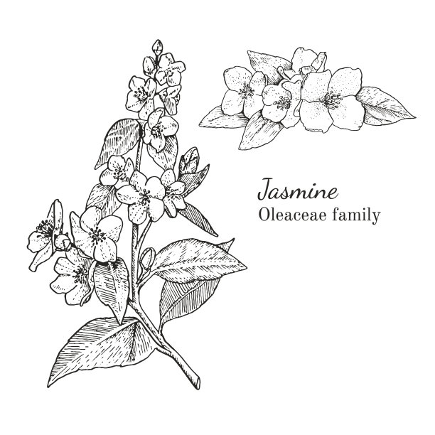jasmine