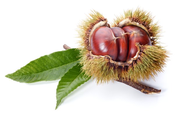 chestnut