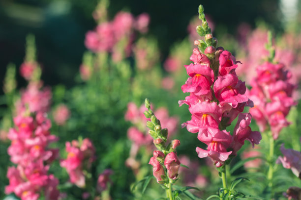 snapdragon