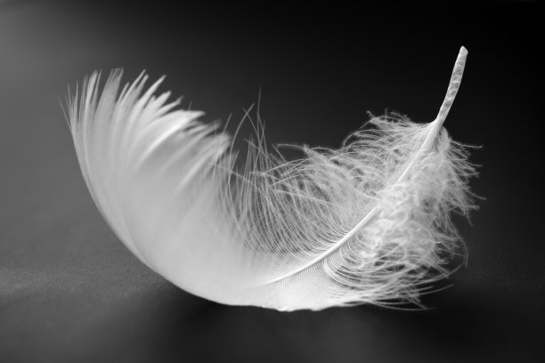 feather