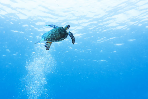 turtle