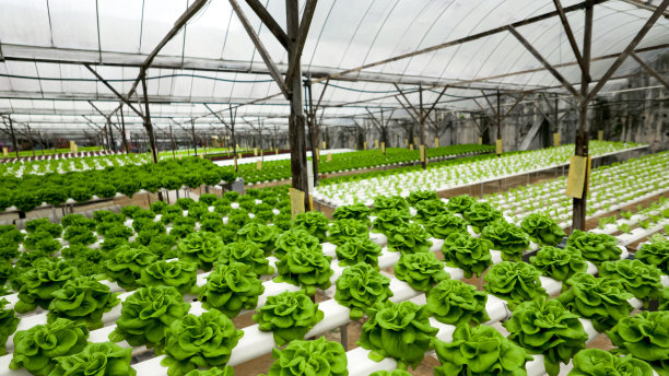 greenhouse