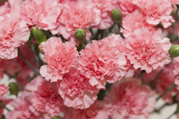 dianthus