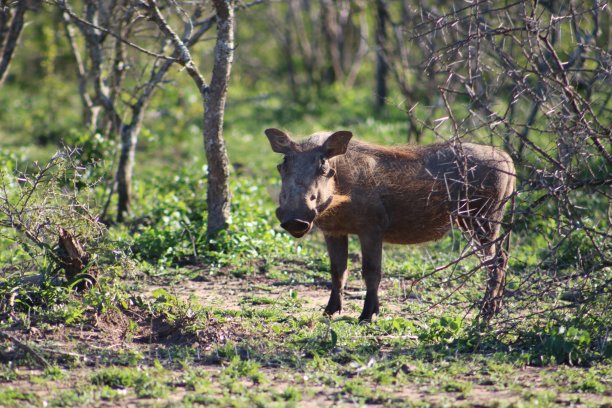 phacochoerus