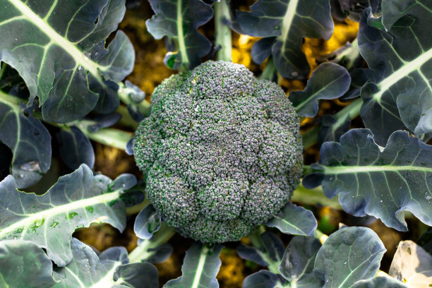 brocolli
