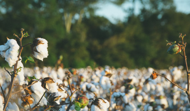 cotton