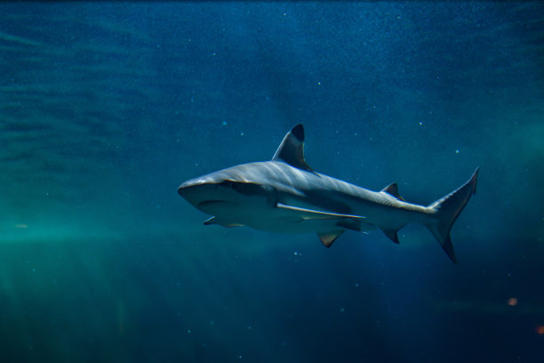 shark