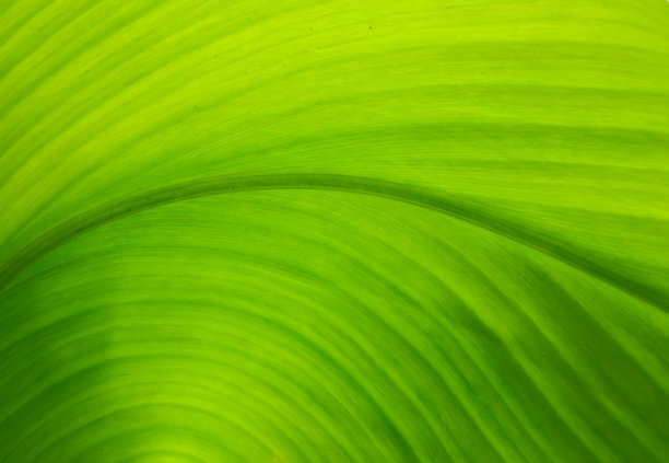 macro