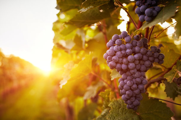 vineyard