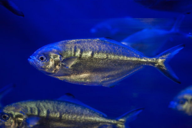 aji