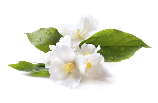jasmine