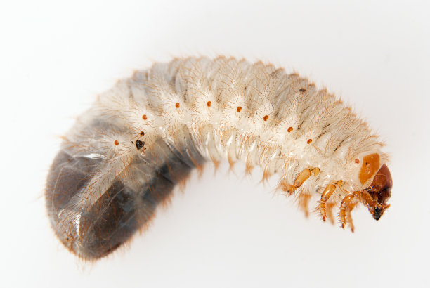 nymph