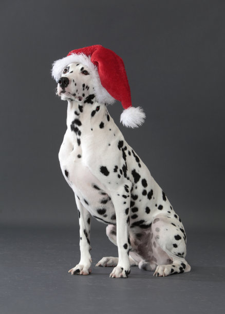 dalmatian