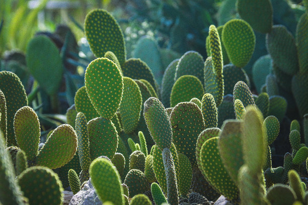 opuntia