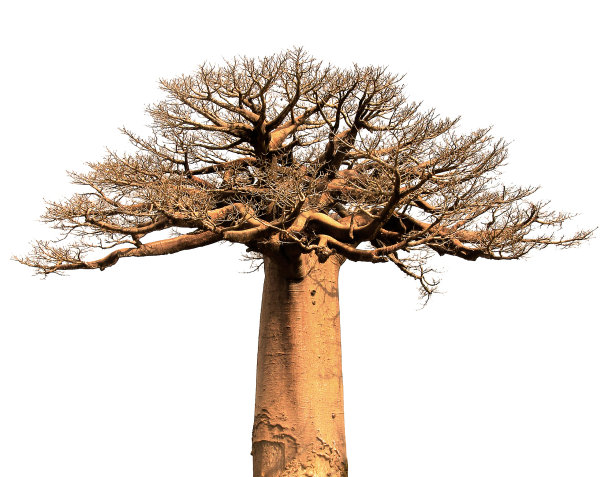 baobab