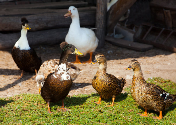duck