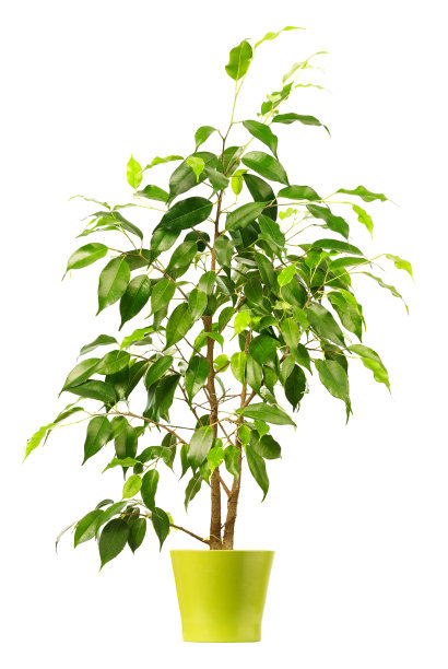 large