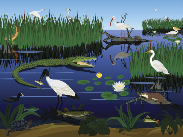 wetland