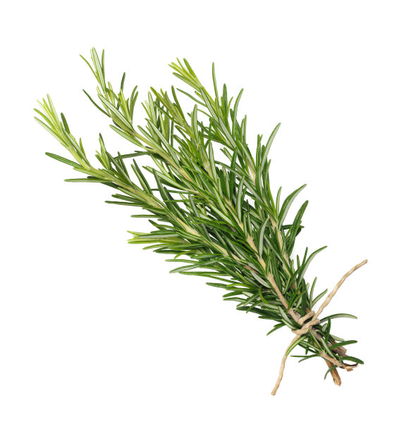 rosemary