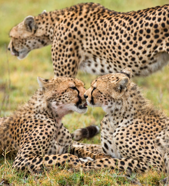 serengeti
