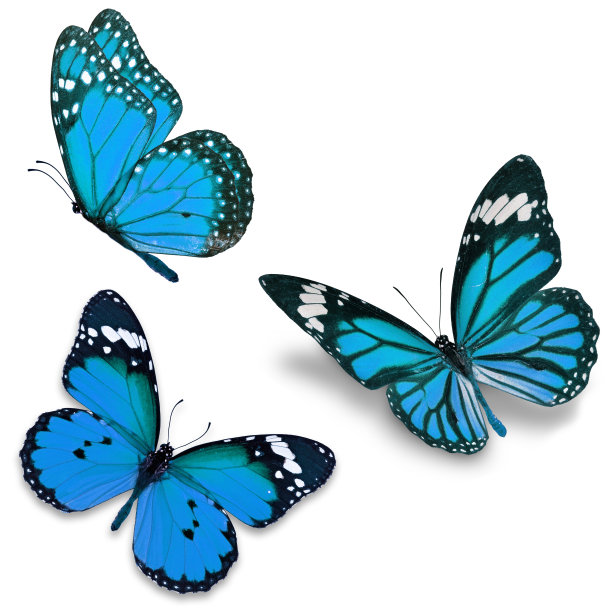 papilio