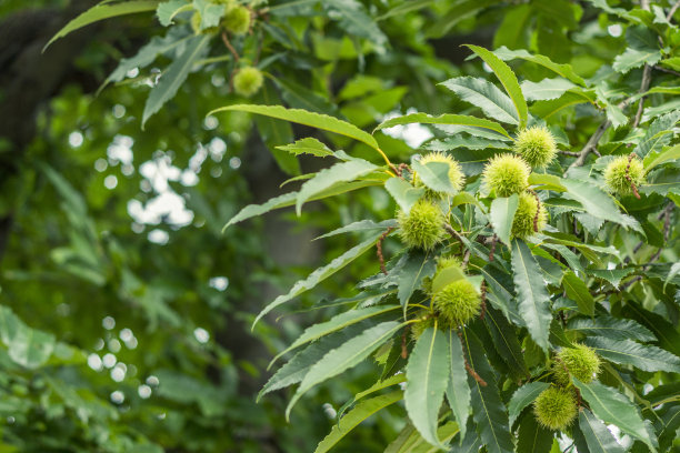 chestnut