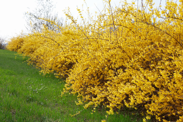 forsythia
