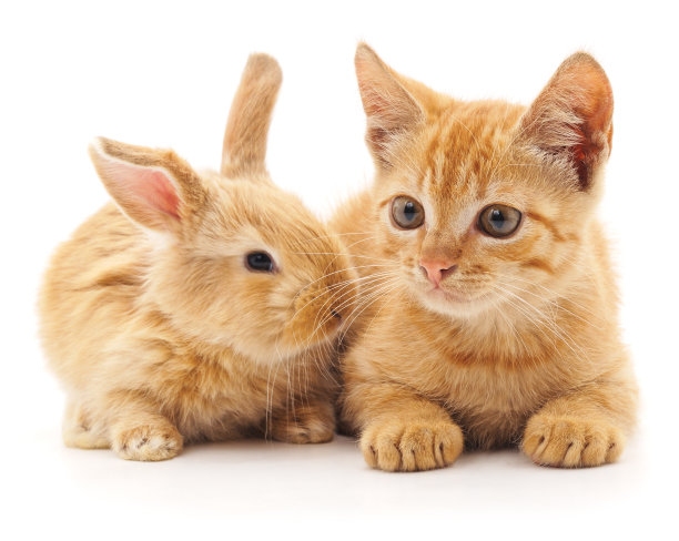 bunny