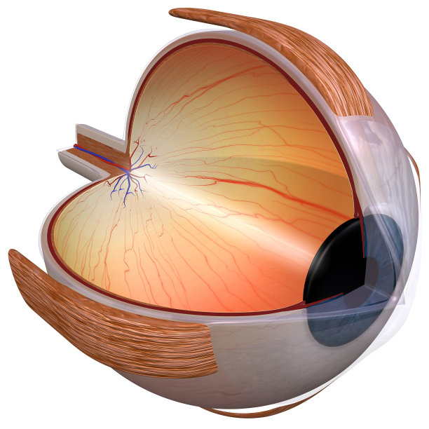 retina